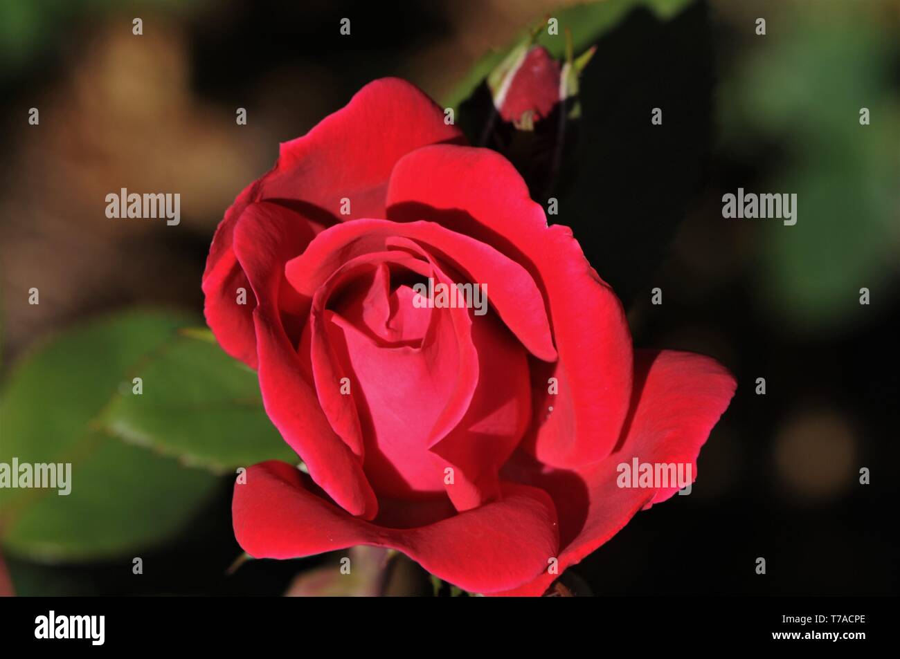 Una bella rosa rossa per l'uno è l'amore. Foto Stock