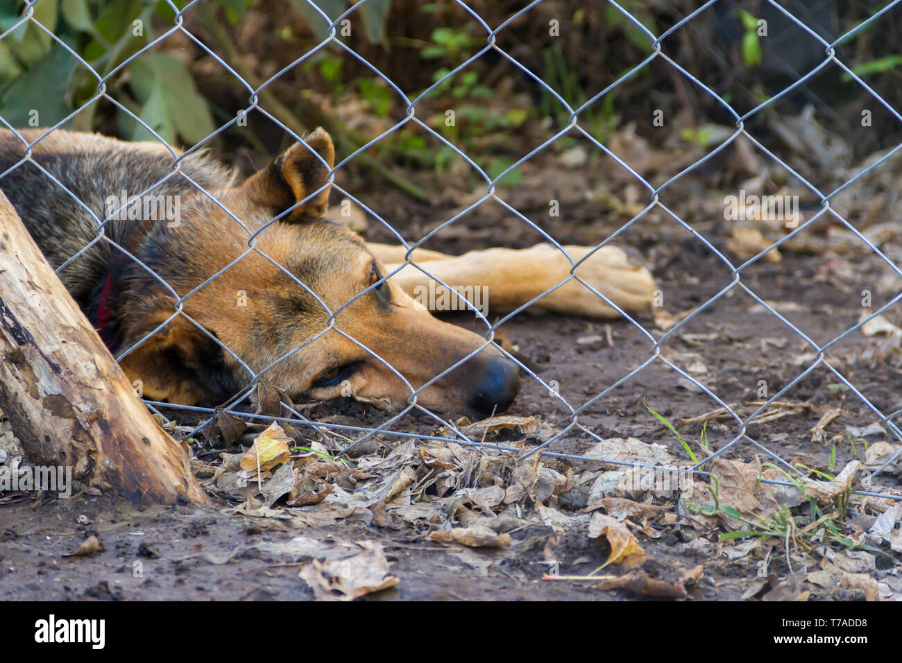 Cane randagio bloccato vittima di abusi Foto Stock