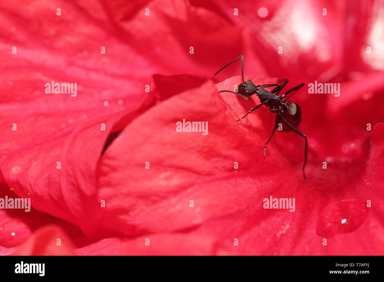 Black ant su un fiore di ibisco Foto Stock