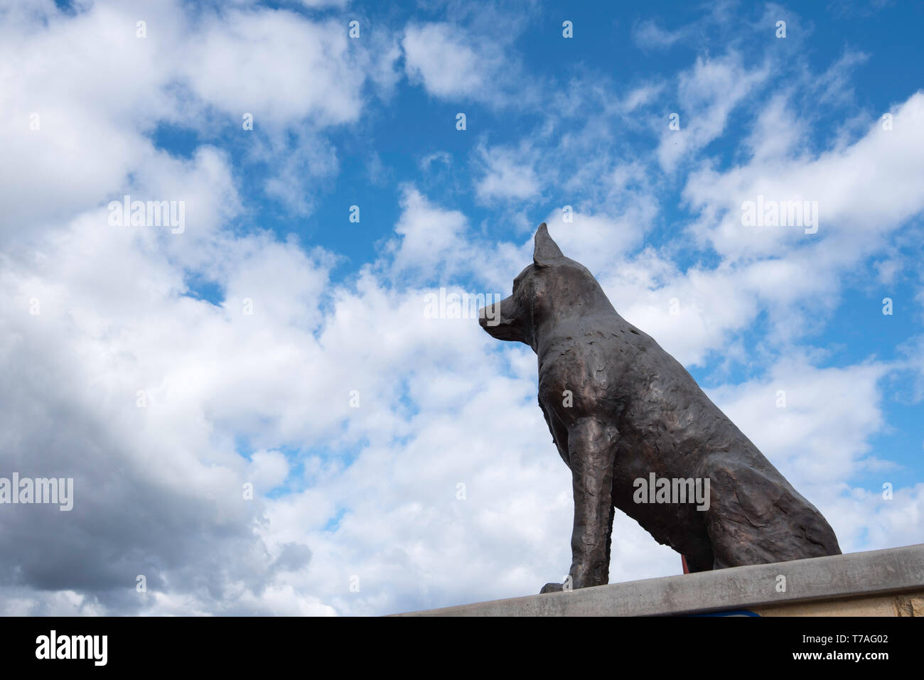 Il Big Blue guaritore monumento eretto nel NSW città di Muswellbrook nel 2001 per celebrare questo Australian razza di cane e il suo contributo all'agricoltura Foto Stock