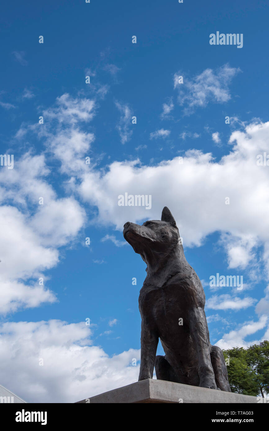 Il Big Blue guaritore monumento eretto nel NSW città di Muswellbrook nel 2001 per celebrare questo Australian razza di cane e il suo contributo all'agricoltura Foto Stock