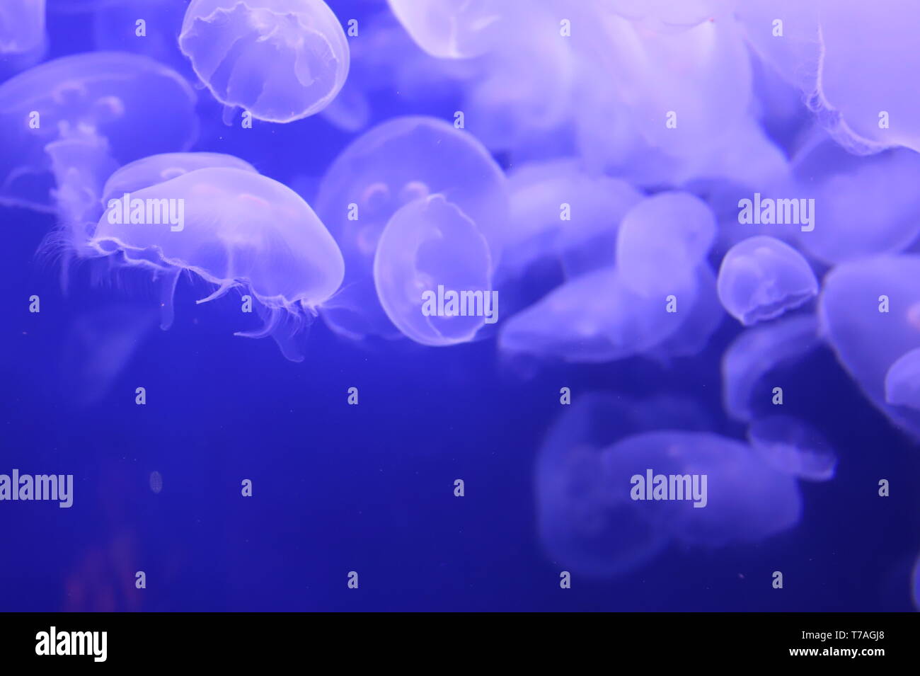 Meduse della luna Foto Stock