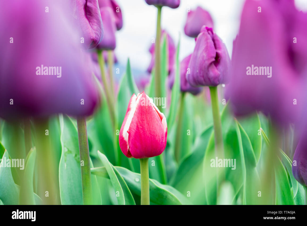 Bel rosso e bianco garden tulip formando tra campo di tulipani viola (trionfo tulipani). Colore verde brillante foglie e steli di fiori che mostra. Foto Stock