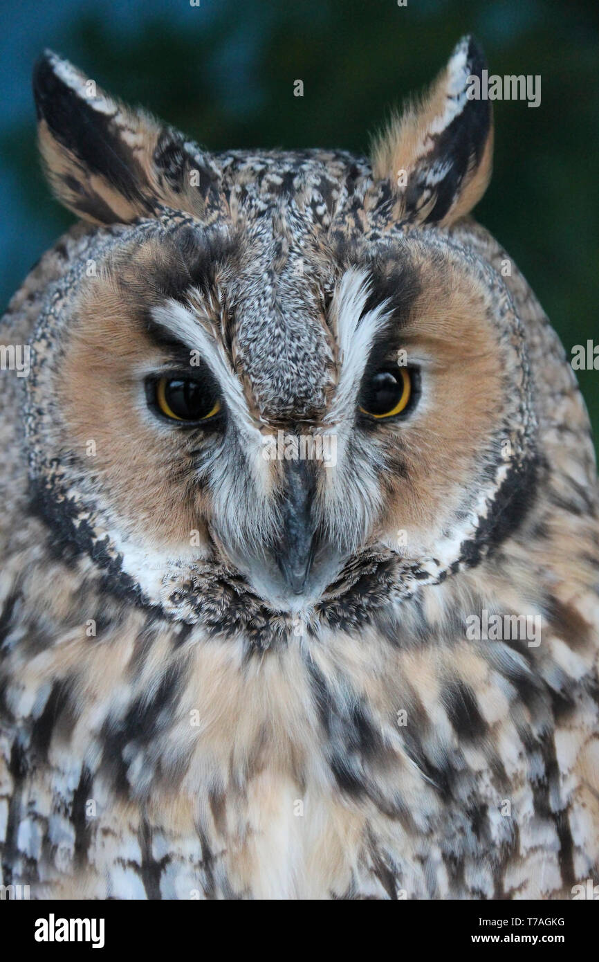 Ritratto del piumaggio variegato owl con un look di poppa close-up Foto Stock
