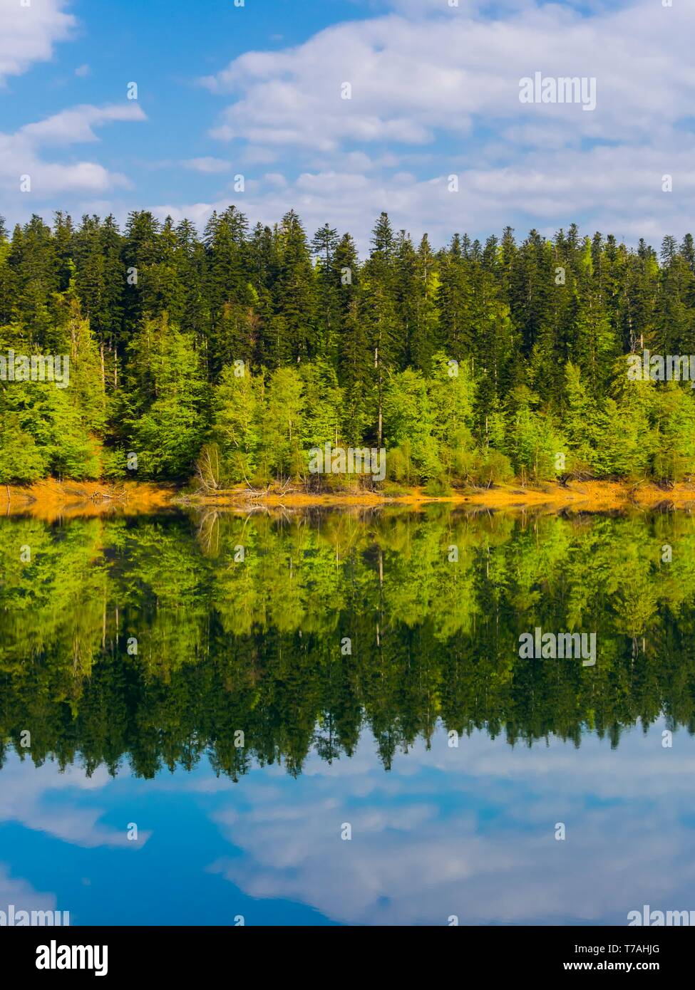 Verdure di primavera nella foresta tranquillo tranquillo lago costa Lokve lago in Croazia Foto Stock