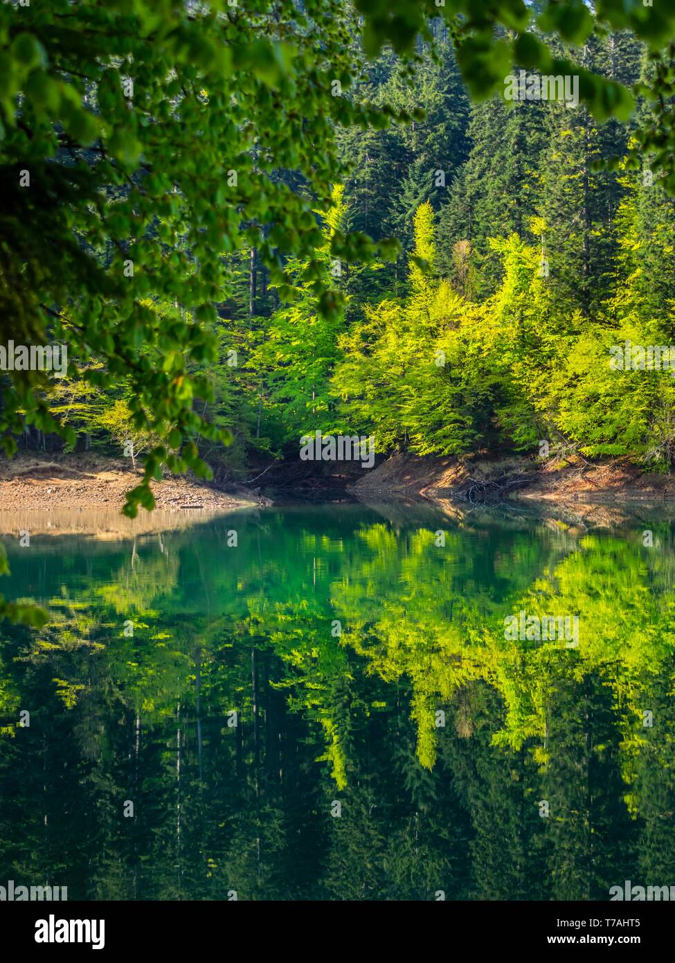 Verdure di primavera nella foresta tranquillo tranquillo lago costa Lokve lago in Croazia Foto Stock