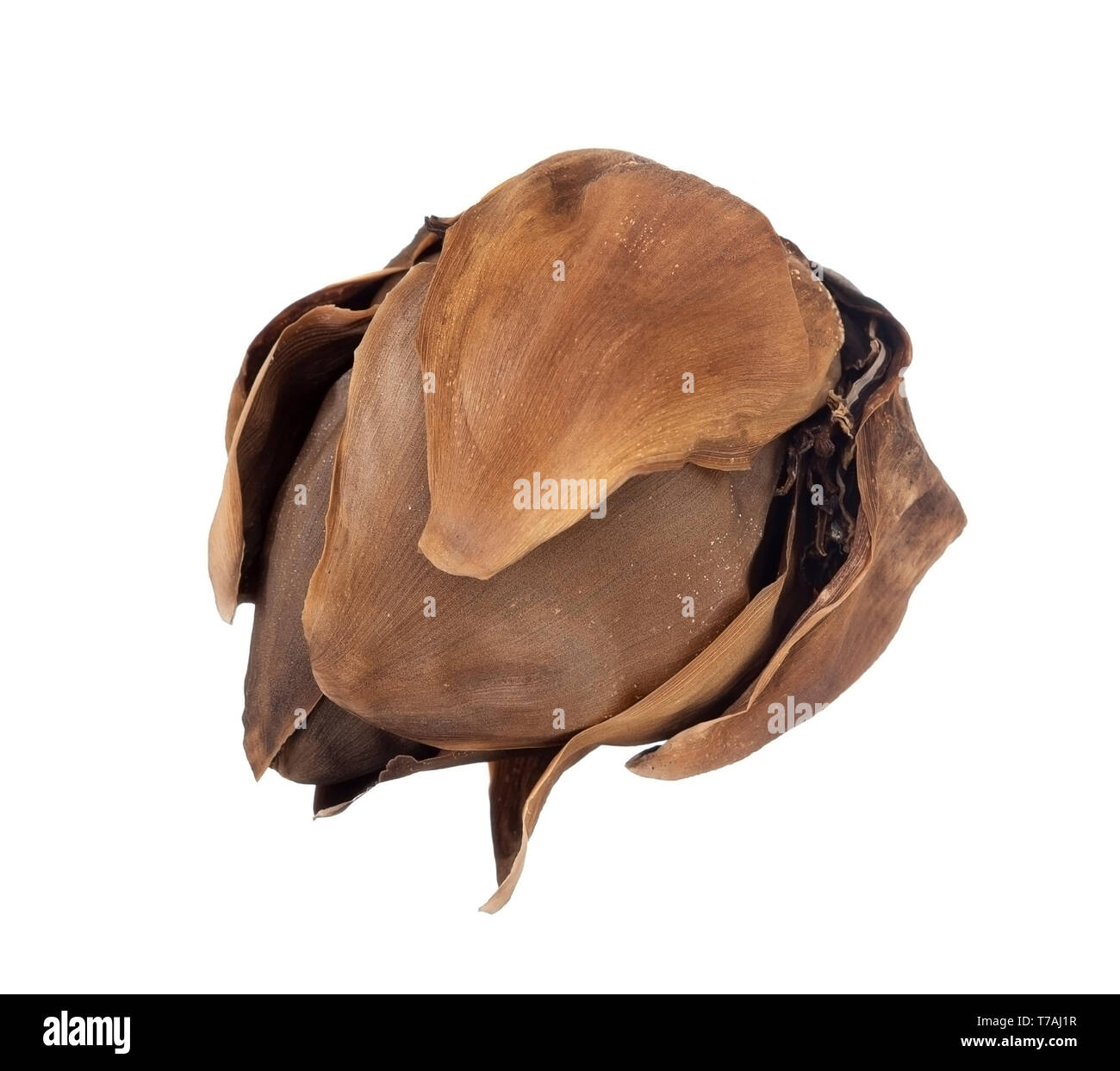 Mostruosa pianta morta bud isolato su bianco. Frost forse. Foto Stock