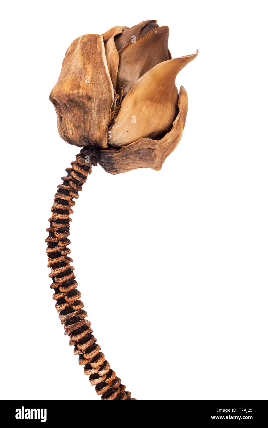 Mostruosa pianta morta di stelo e bud isolato su bianco. Frost forse. Foto Stock