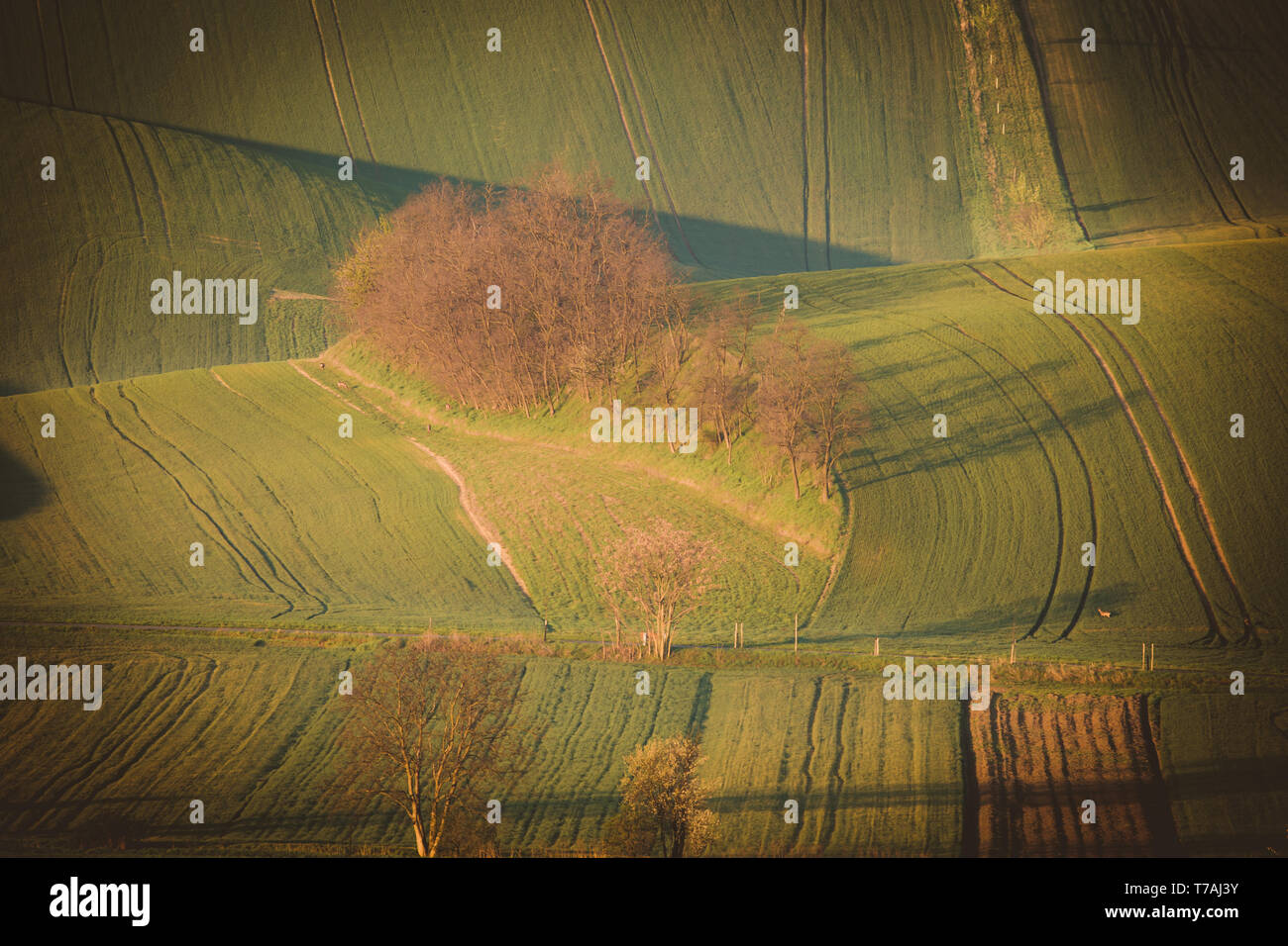 Vista la mattina di boschetti Šardice nel paesaggio della Toscana moravo, nei campi di campi e di vigne, Repubblica Ceca Foto Stock