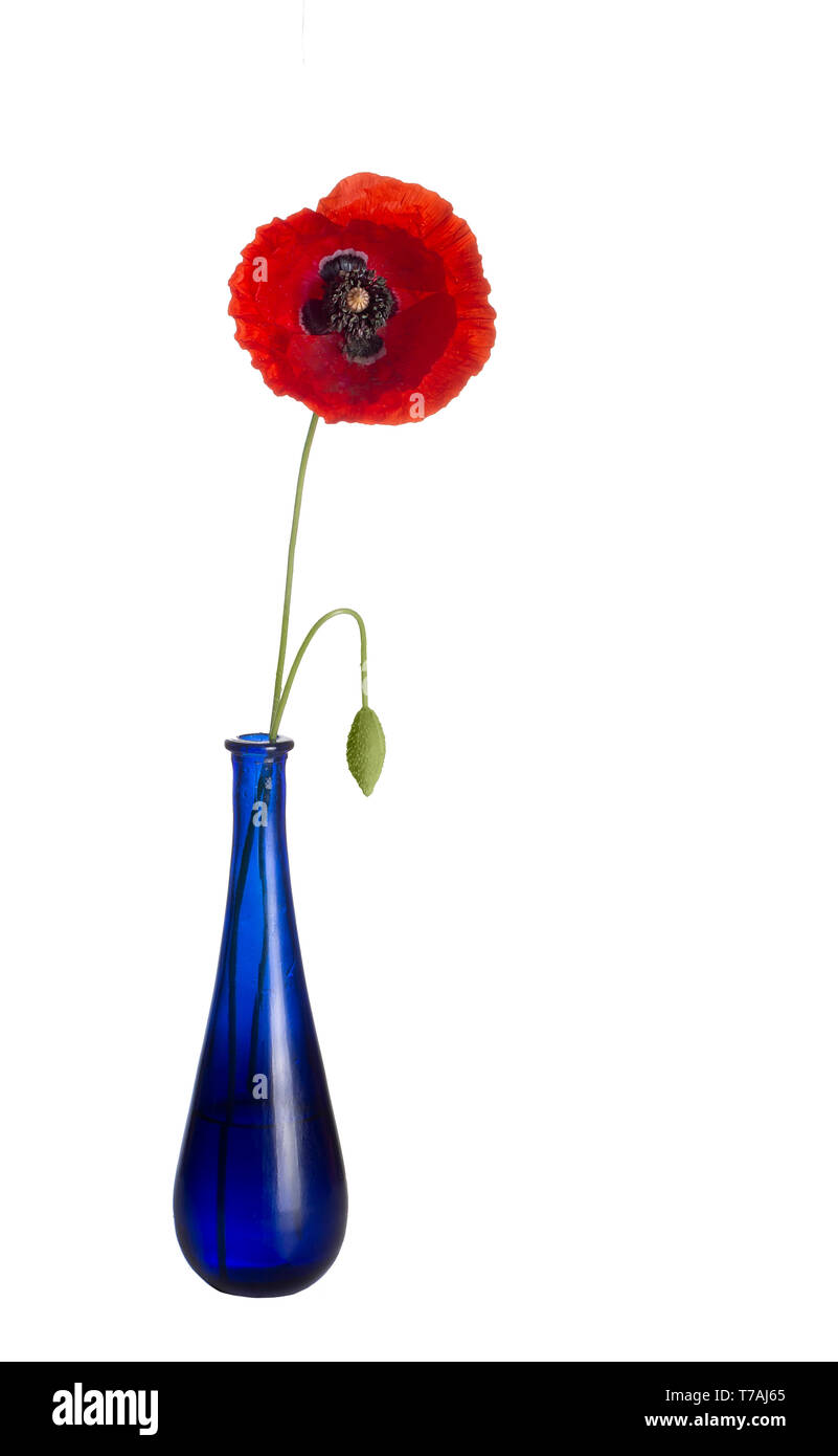Rosso papavero, piuttosto ventoso, in blu vaso di vetro, isolato su sfondo bianco. Fiori Selvatici. Papaver rhoeas Foto Stock