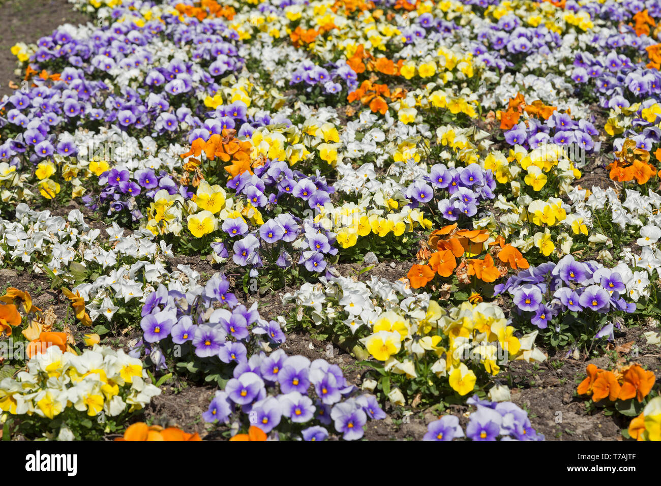 Viole (Viola tricolore hortensis), Hooksiel, Wangerland, Bassa Sassonia, Germania Foto Stock