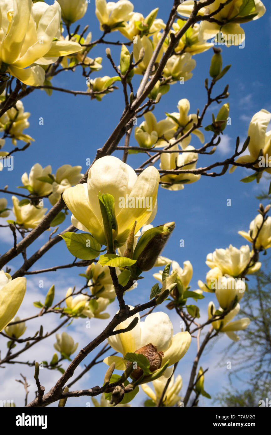 Splendida fioritura degli alberi di Magnolia in Central Park, New York, Stati Uniti d'America Foto Stock