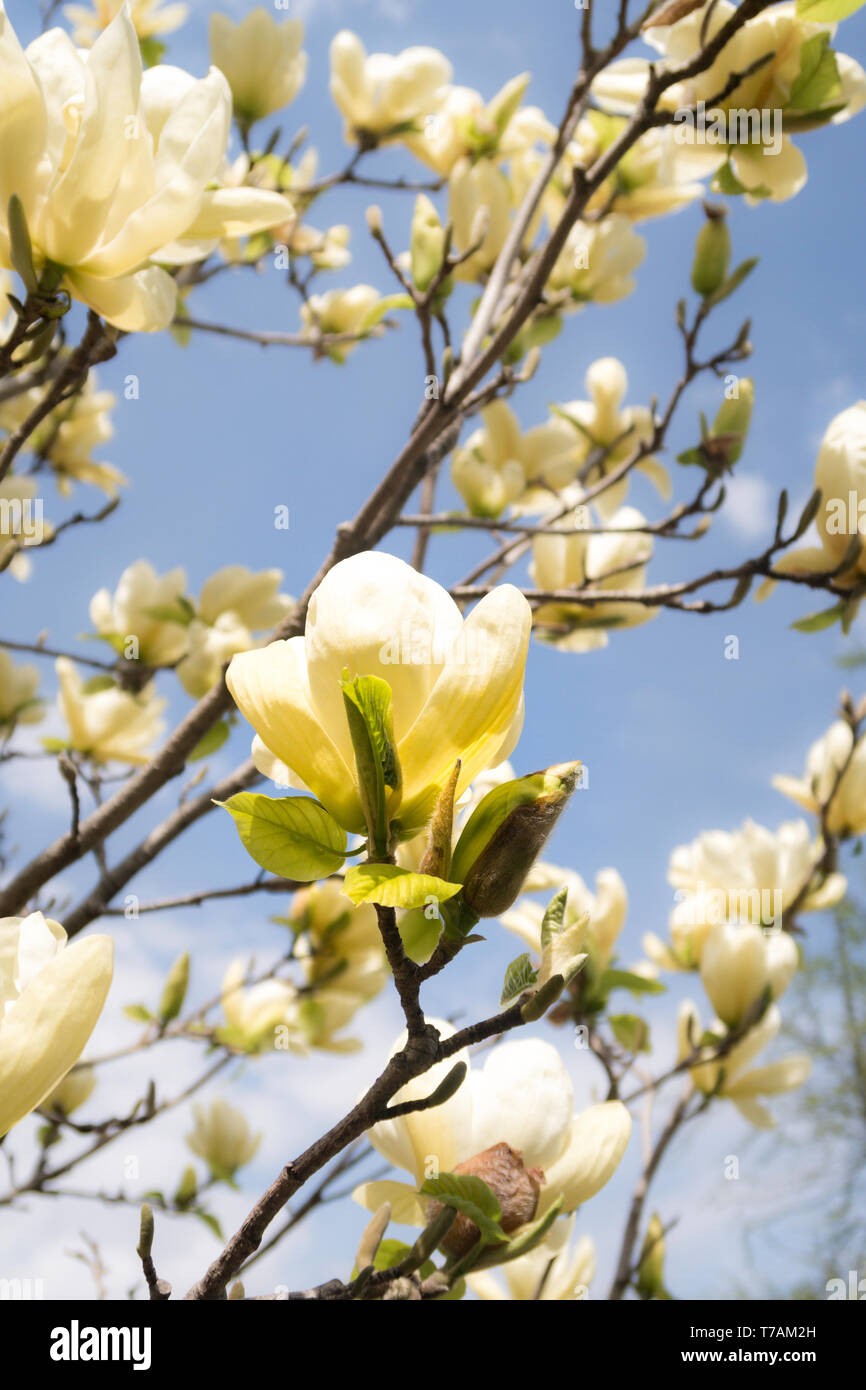 Splendida fioritura degli alberi di Magnolia in Central Park, New York, Stati Uniti d'America Foto Stock