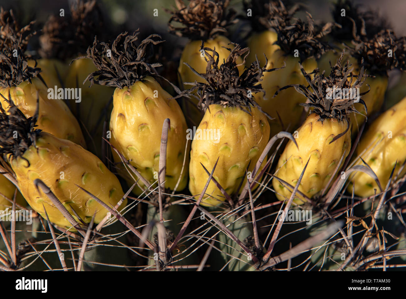 Canna Fishhook cactus (Ferocactus wislizeni) in Tucson, Arizona Foto Stock