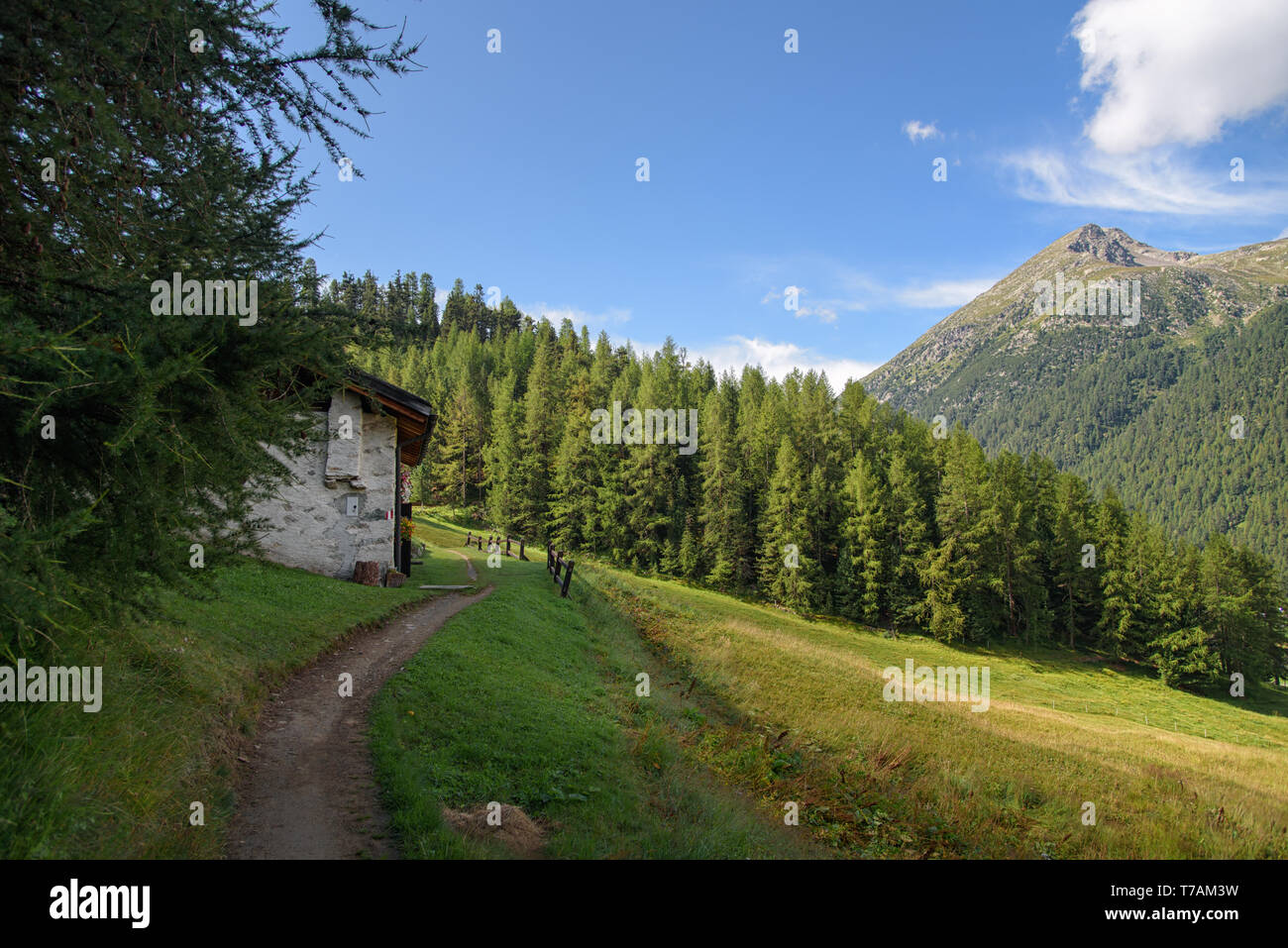 Livigno / Italia, Agosto 20, 2016: una bella estate scena da Livigno, escursionismo attraverso la foresta di pini e il verde prato, Fotografia di viaggio Foto Stock