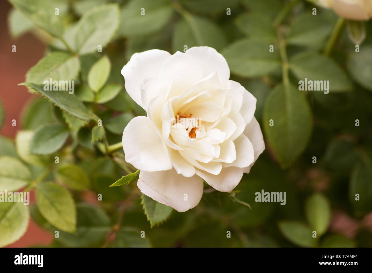 White Rose close up Foto Stock