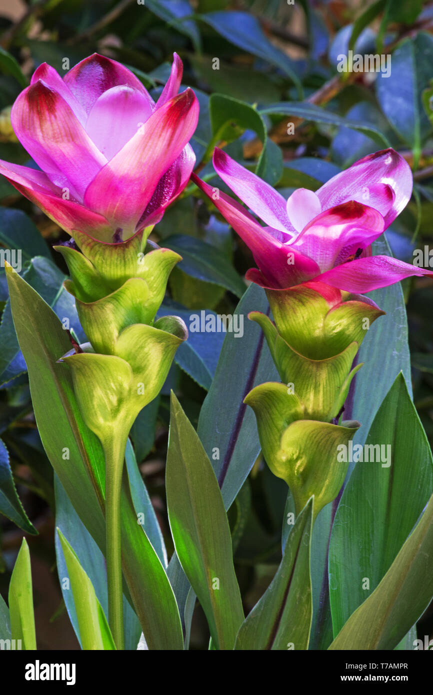 Curcuma longa, curcuma impianto su sfondo naturale Foto Stock