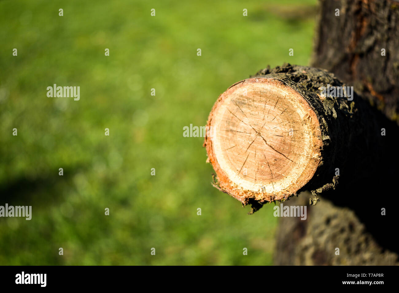 Closeup colpo di tagliare il ramo su un albero di Pech. Tagliare i dettagli su fuori fuoco sfondo verde Foto Stock