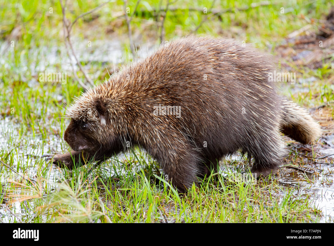 Un North American istrice, Erethizon dorsatum, vagare attraverso le Montagne Adirondack, NY USA deserto. Foto Stock