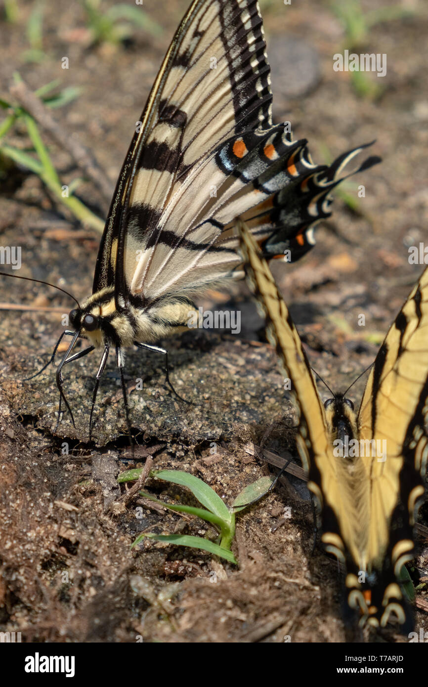 Una coppia di tigre orientale swallowtails ingestione di nutrients dal suolo durante la copertura al Lago Benson Park in Garner North Carolina. Foto Stock