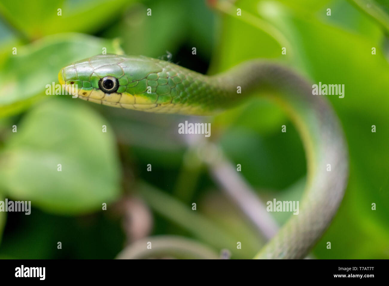 Focus sulla testa di una ruvida serpente verde nelle boccole a Yates mulino Parcheggio contea in Raleigh, North Carolina Foto Stock