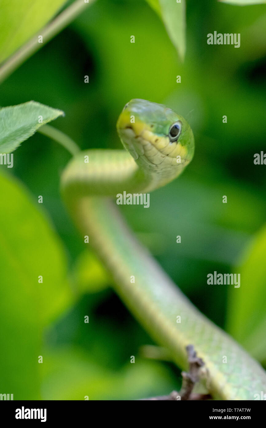 Focus sull'occhio di una ruvida serpente verde nelle boccole a Yates mulino Parcheggio contea in Raleigh, North Carolina Foto Stock