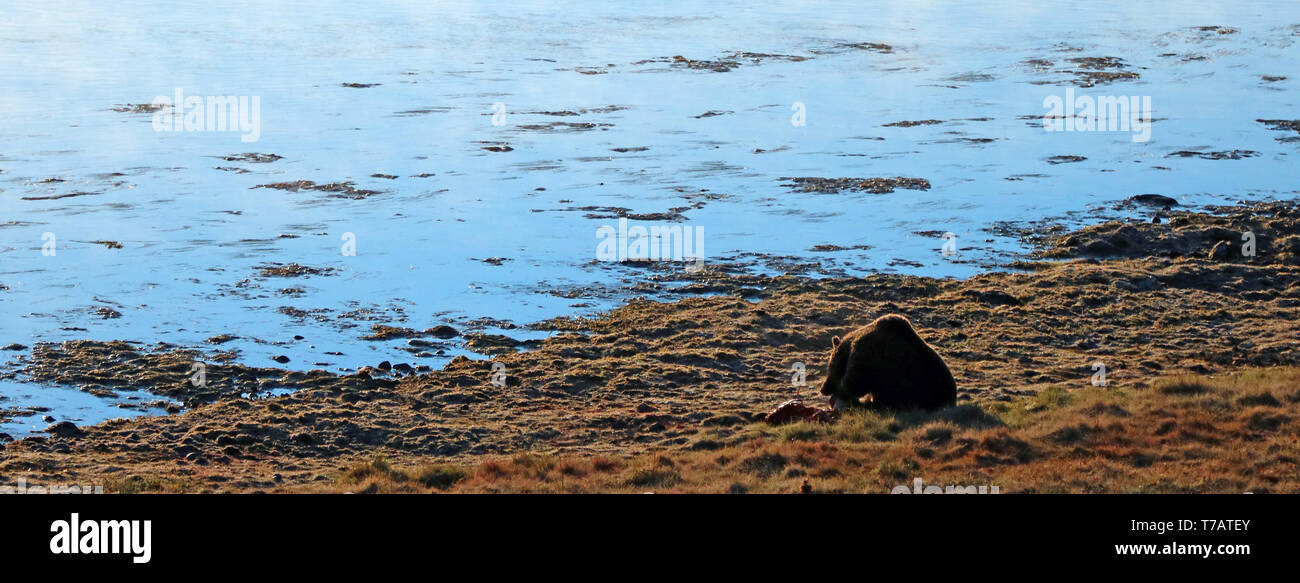 Maschio di orso grizzly mangiare cinghiale elk kill nella luce del mattino accanto al fiume Yellowstone nel Parco Nazionale di Yellowstone in Wyoming negli Stati Uniti Foto Stock