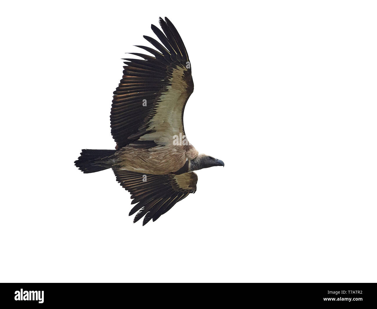 White-backed vulture in volo in Gambia Foto Stock