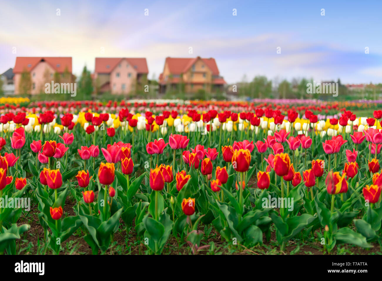 Campi in primavera di fioritura tulip wilh tree home costruire lo sfondo Foto Stock