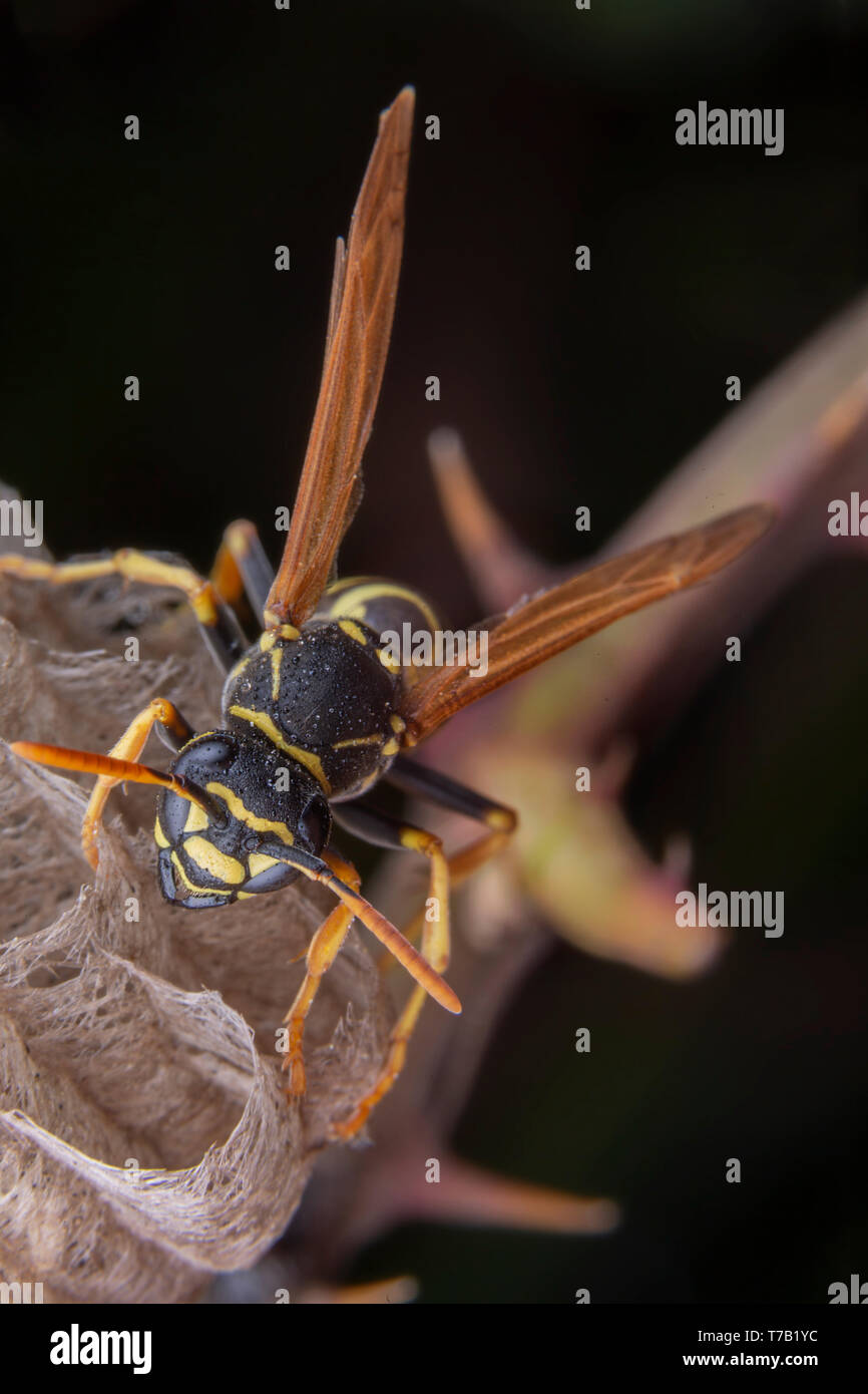 Wiorker femmina Polistes nympha wasp protegge il suo nido da attacchi Foto Stock