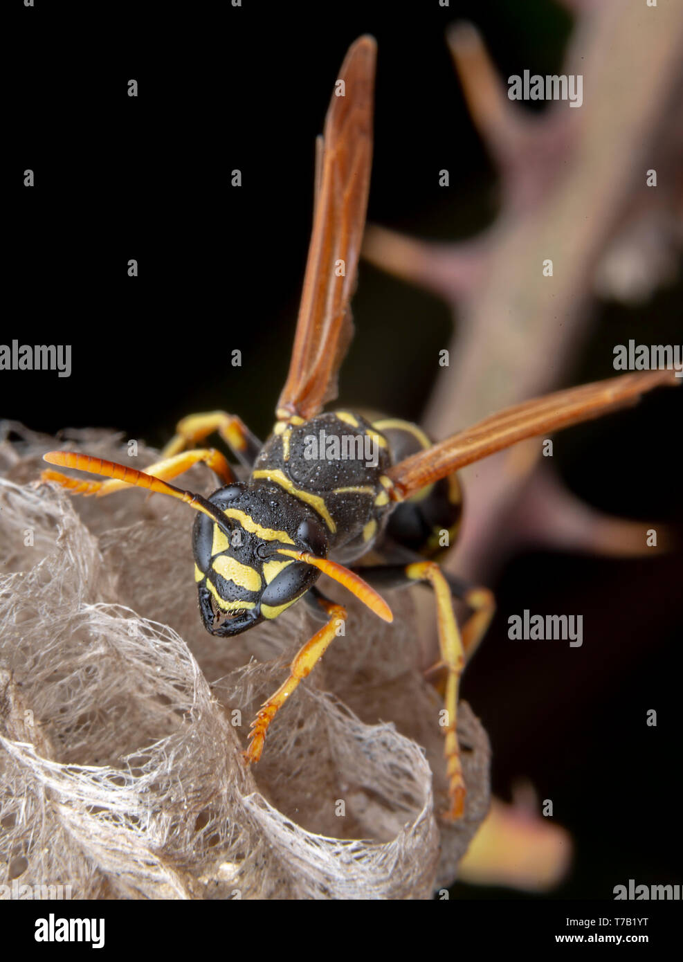 Wiorker femmina Polistes nympha wasp protegge il suo nido da attacchi Foto Stock