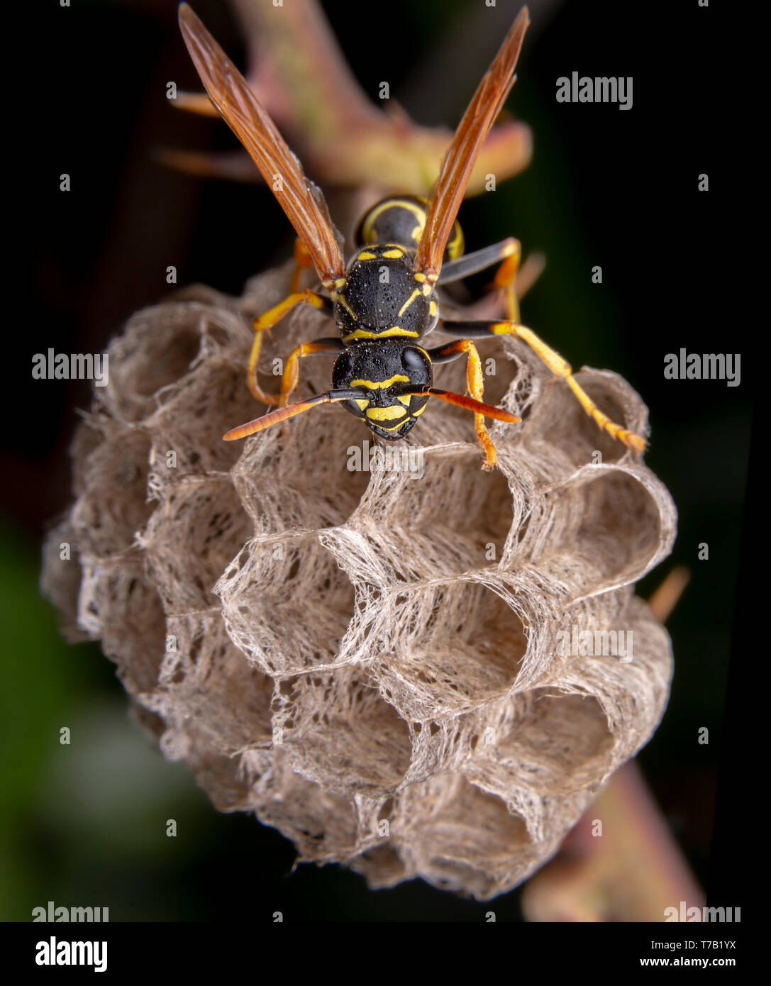 Wiorker femmina Polistes nympha wasp protegge il suo nido da attacchi Foto Stock