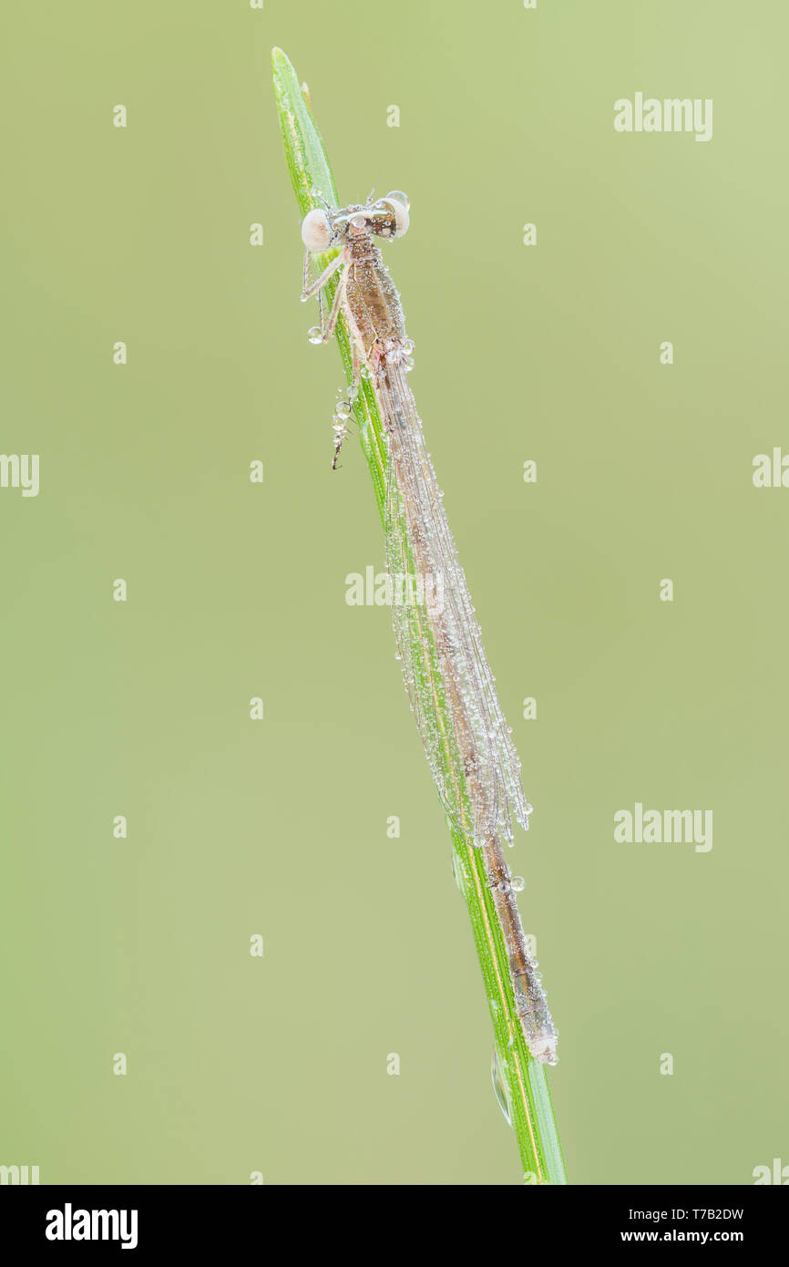 Una rugiada-coperto teneral femmina Forktail citrino (Ischnura hastata) posatoi su una lama di erba nelle prime ore del mattino. Foto Stock