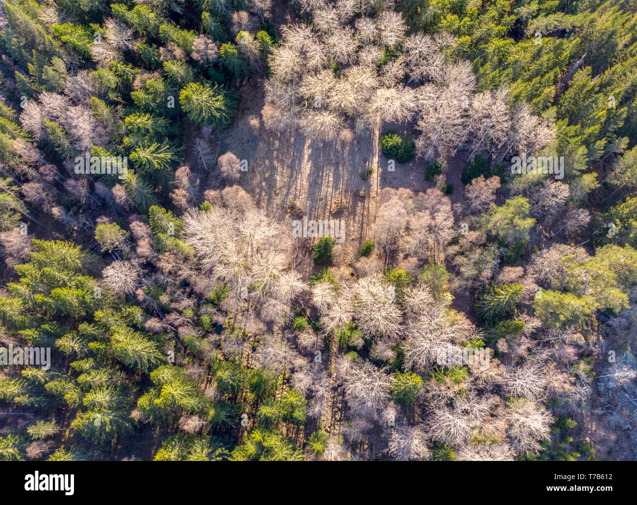 Birds Eye View di un bosco Foto Stock