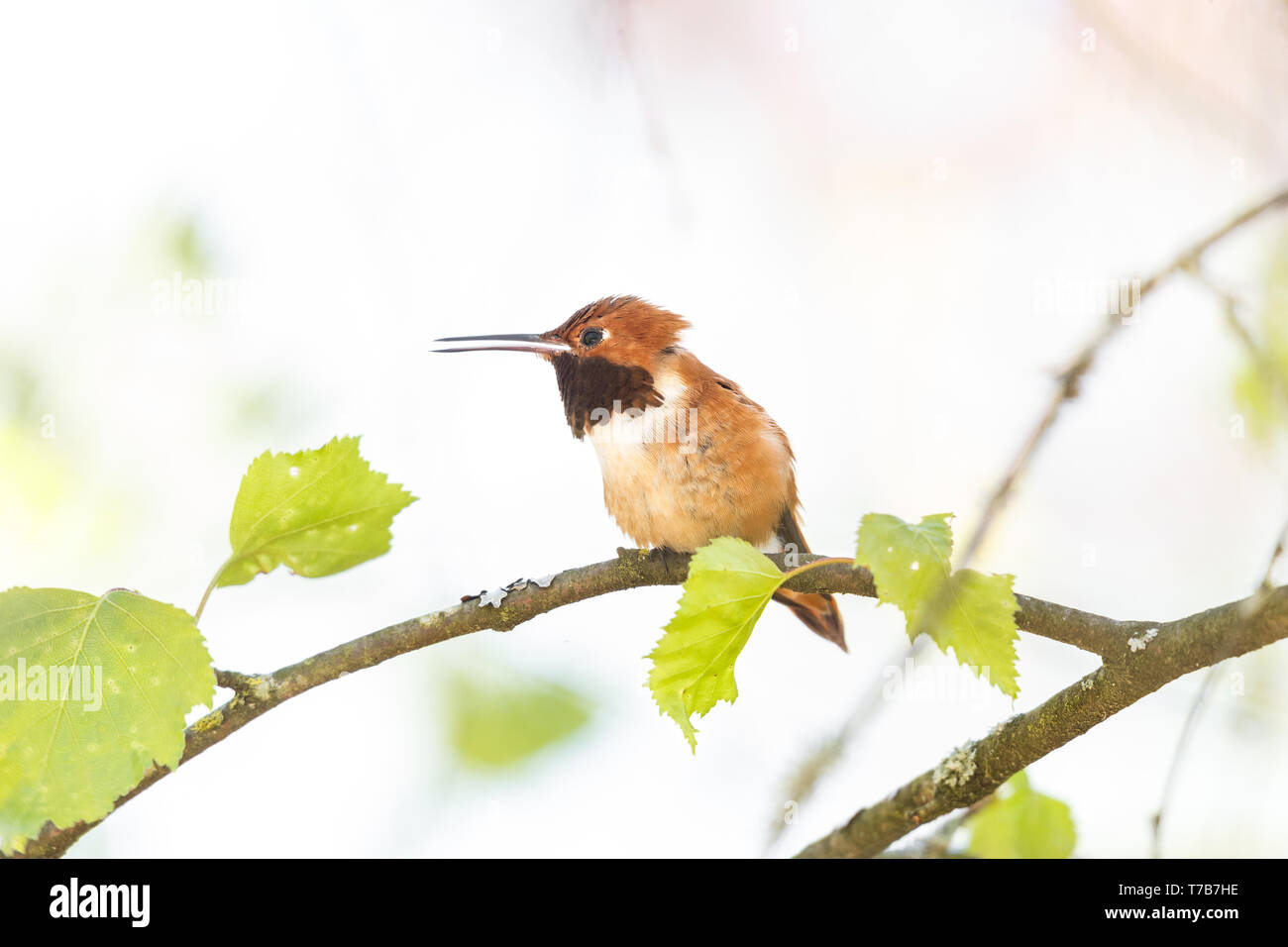 Voce maschile rufous hummingbird al Richmond BC Canada Foto Stock