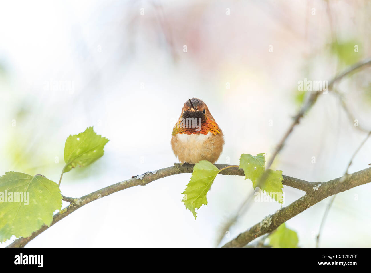 Voce maschile rufous hummingbird al Richmond BC Canada Foto Stock