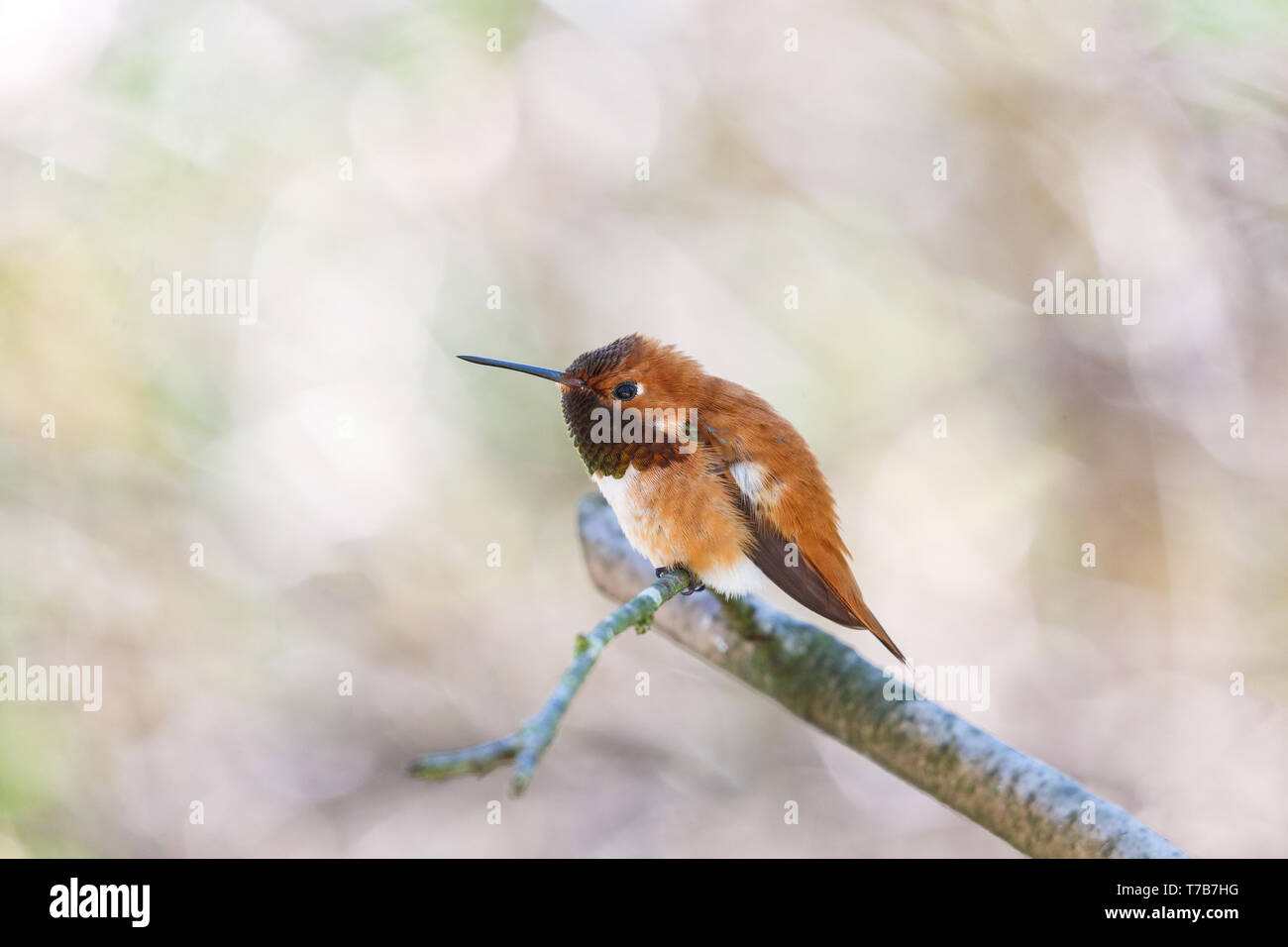 Voce maschile rufous hummingbird al Richmond BC Canada Foto Stock