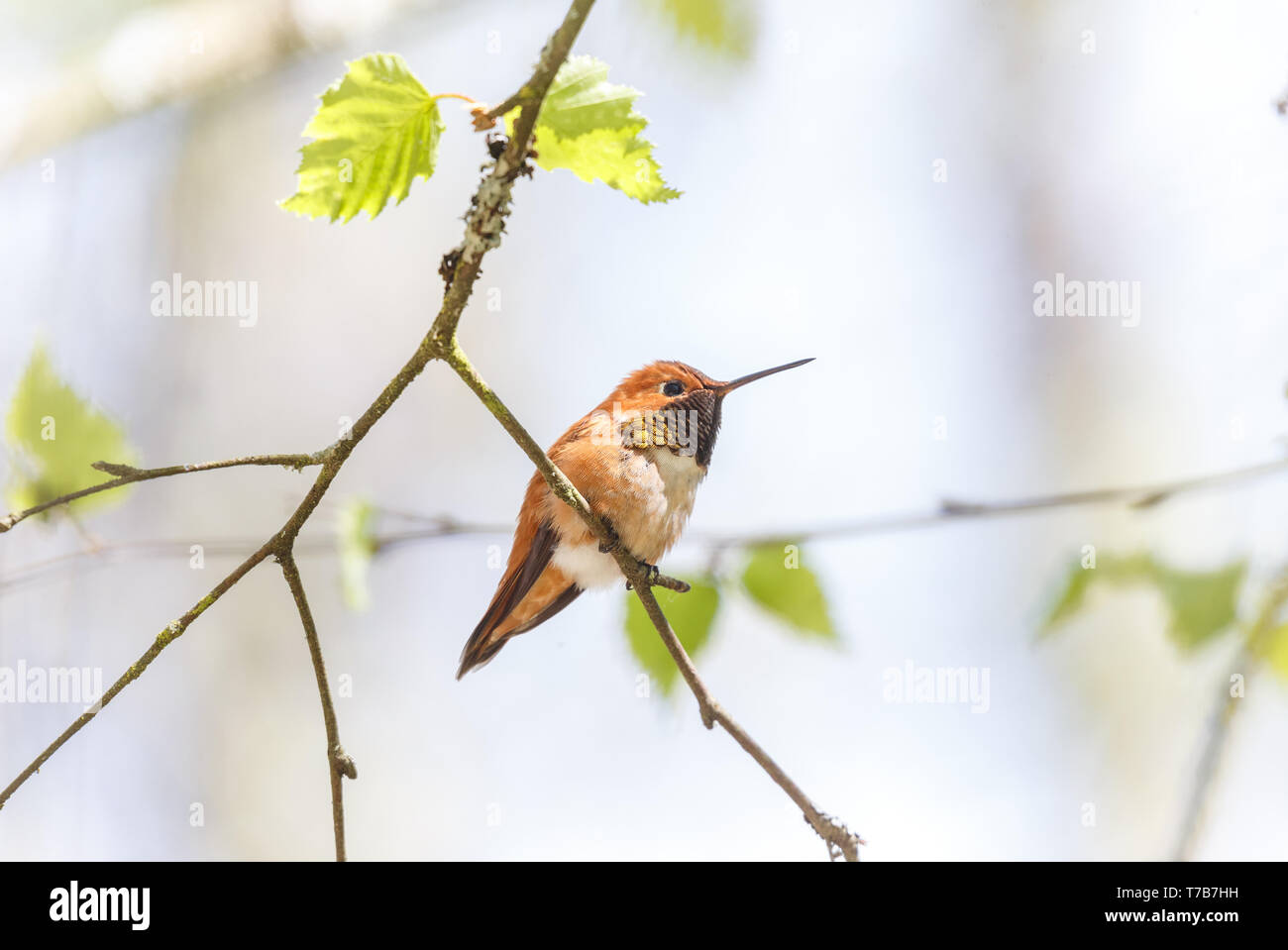 Voce maschile rufous hummingbird al Richmond BC Canada Foto Stock
