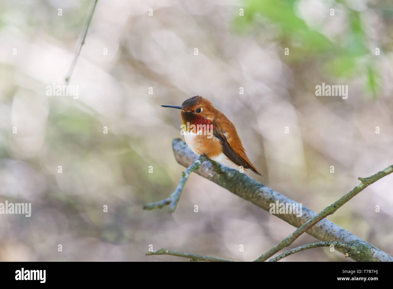 Voce maschile rufous hummingbird al Richmond BC Canada Foto Stock