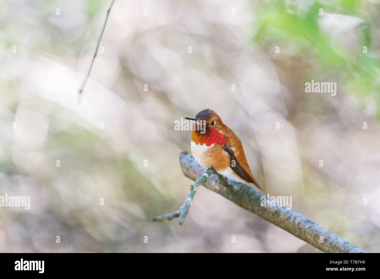 Voce maschile rufous hummingbird al Richmond BC Canada Foto Stock
