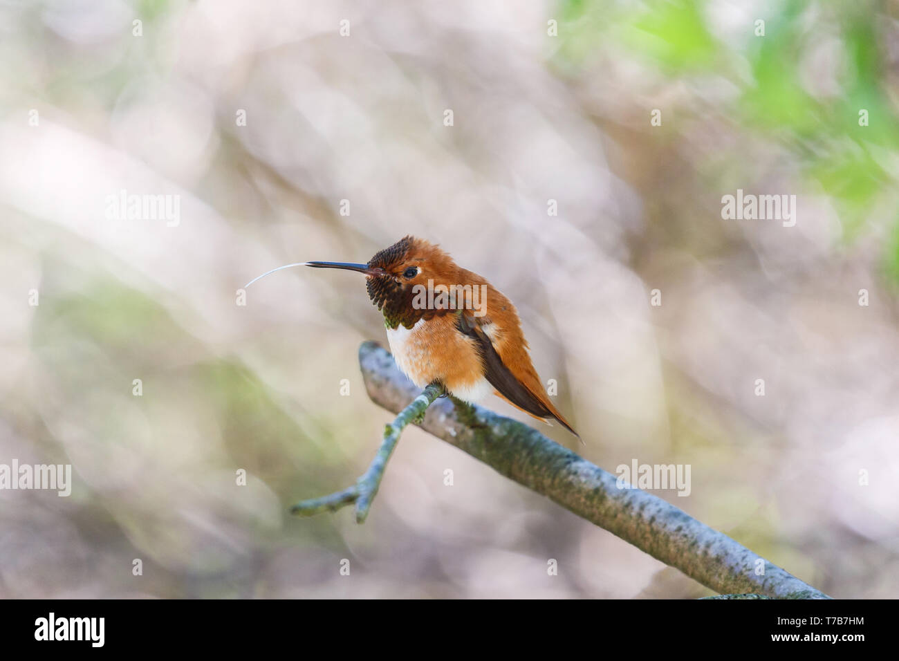 Voce maschile rufous hummingbird al Richmond BC Canada Foto Stock