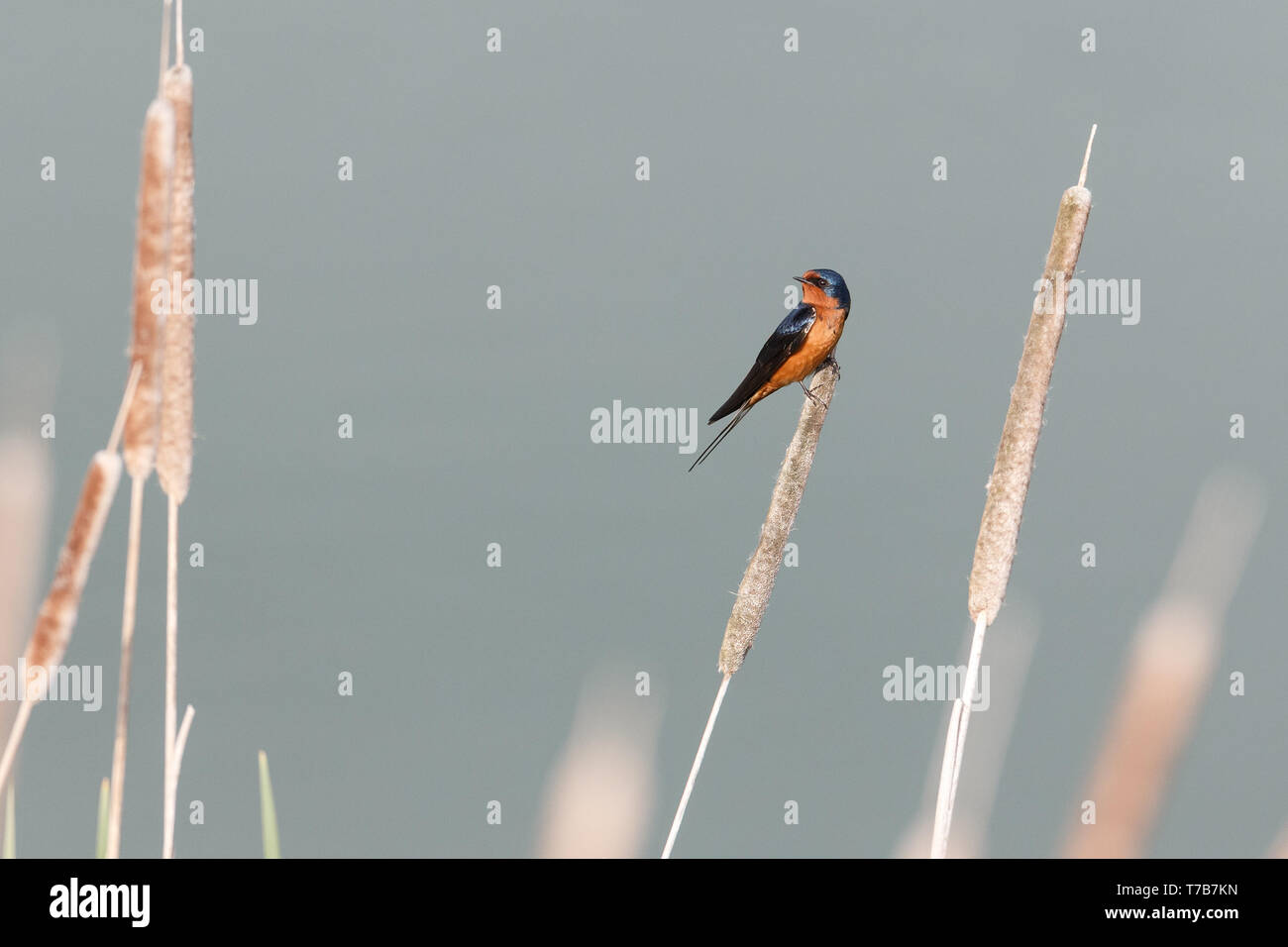 Fienile maschio inghiottire in Richmond BC Canada Foto Stock