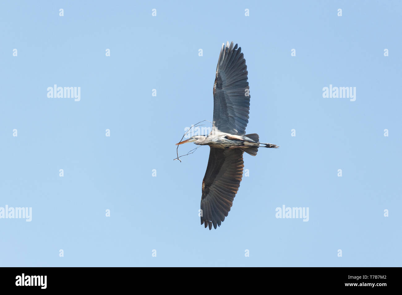 Airone blu con materiale di nidificazione di Delta BC Canada Foto Stock
