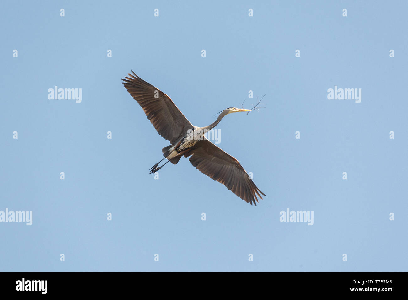 Airone blu con materiale di nidificazione di Delta BC Canada Foto Stock
