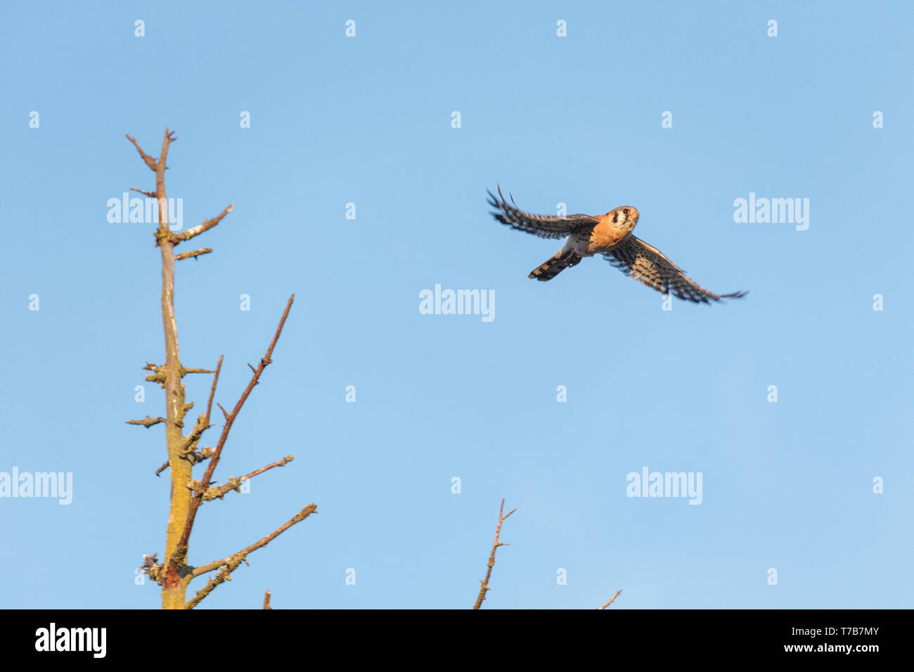 American gheppio bird in Burnaby, BC Canada Foto Stock