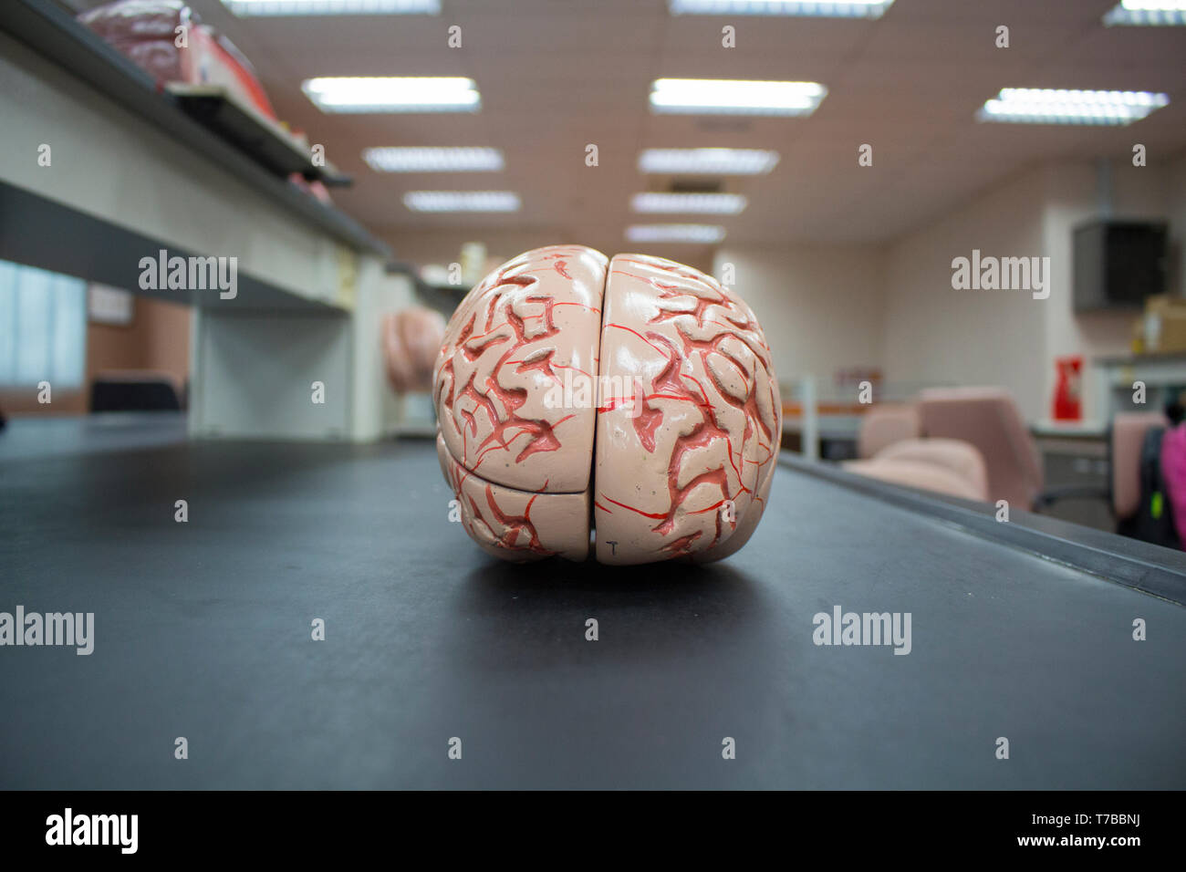 Modello del cervello con vista laterale isolata all'interno di laboratorio che mostra tutti e della corteccia del cervelletto. Foto Stock