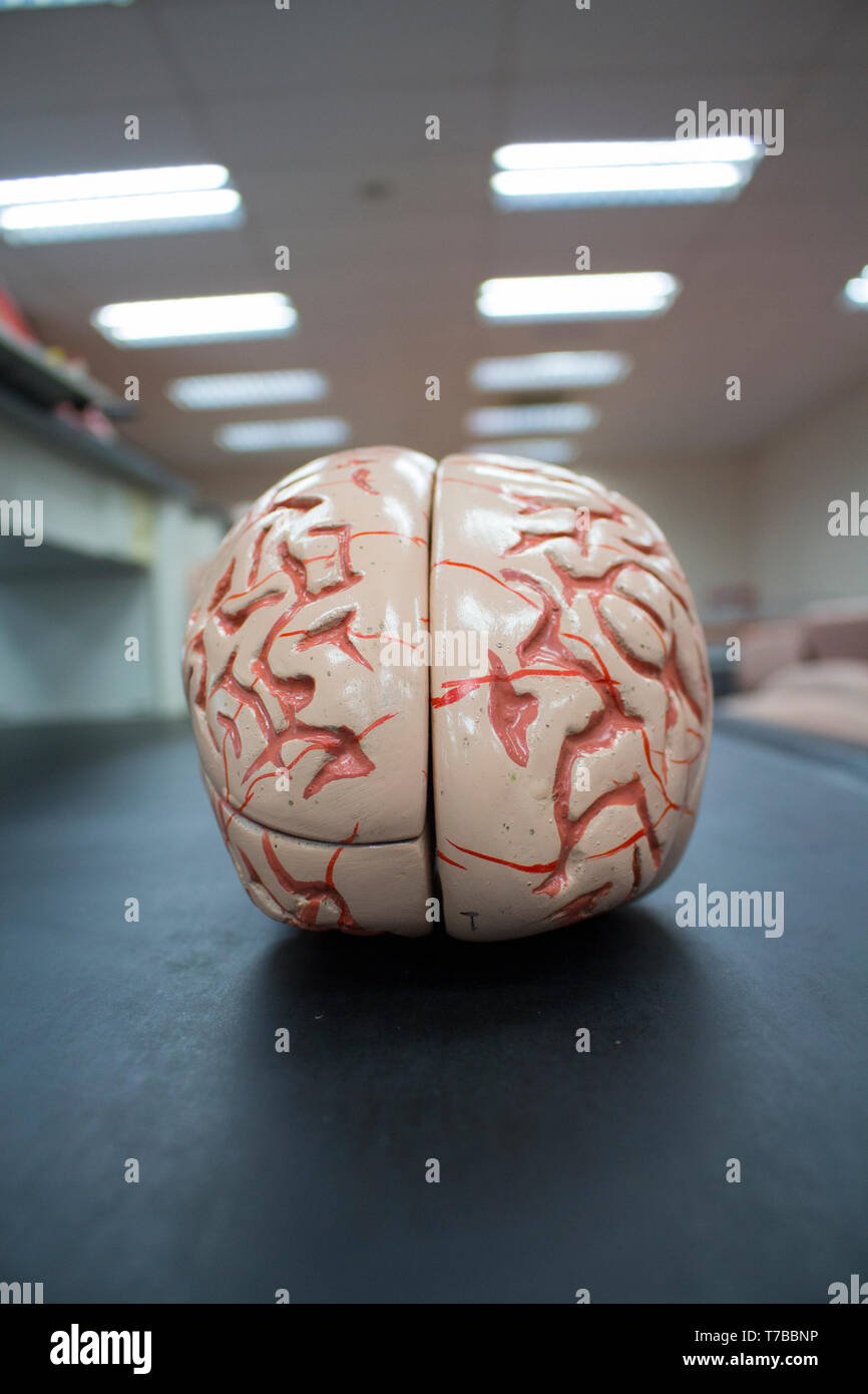 Modello del cervello con vista laterale isolata all'interno di laboratorio che mostra tutti e della corteccia del cervelletto. Foto Stock