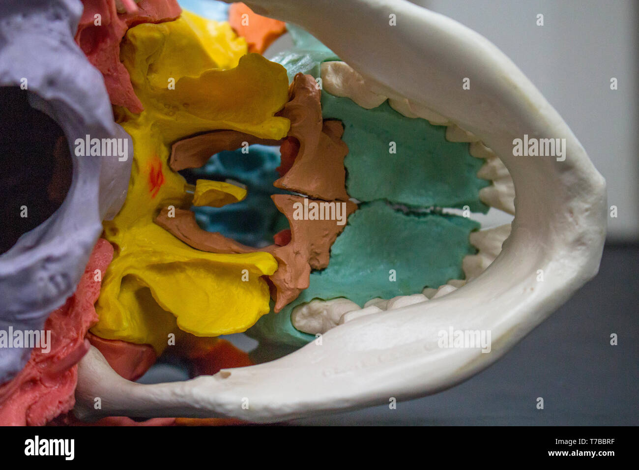 Cranio colorato modello per studiare ed etichettati, situato all'interno di laboratorio con posteriore, vista mediale, mostrando il occipitale e ossa parietali. Foto Stock