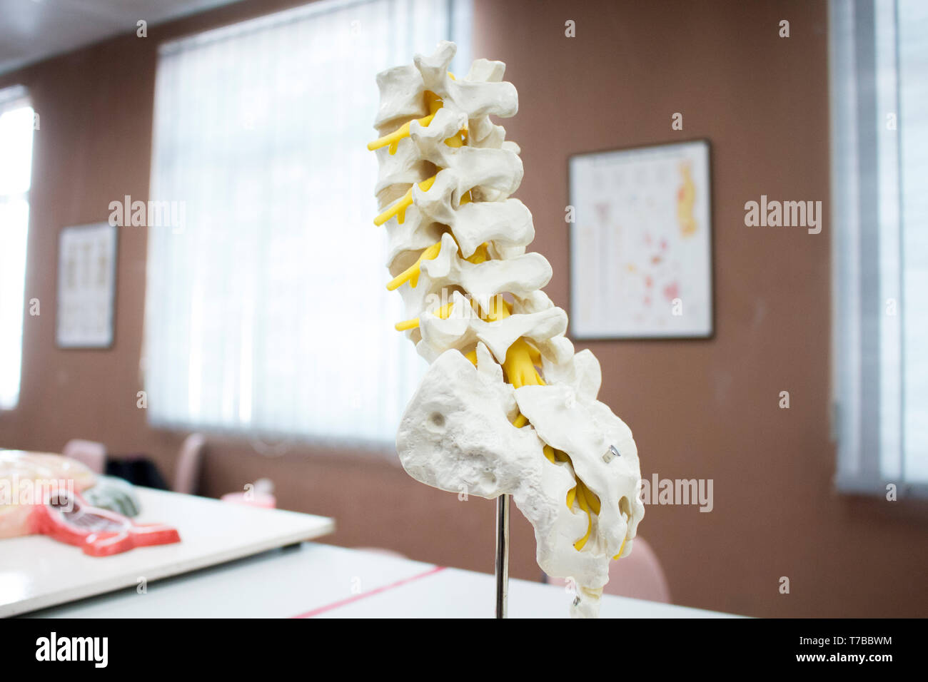 Il midollo spinale anatomia modello con i nervi isolato all'interno del laboratorio per lo studio Foto Stock