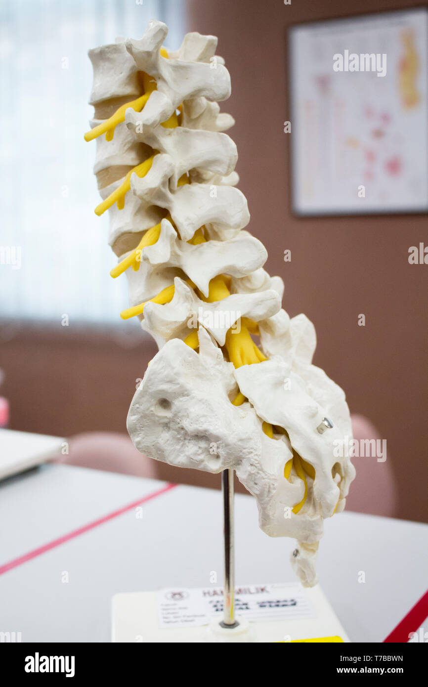 Il midollo spinale anatomia modello con i nervi isolato all'interno del laboratorio per lo studio Foto Stock